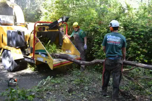 tree services Moenkopi